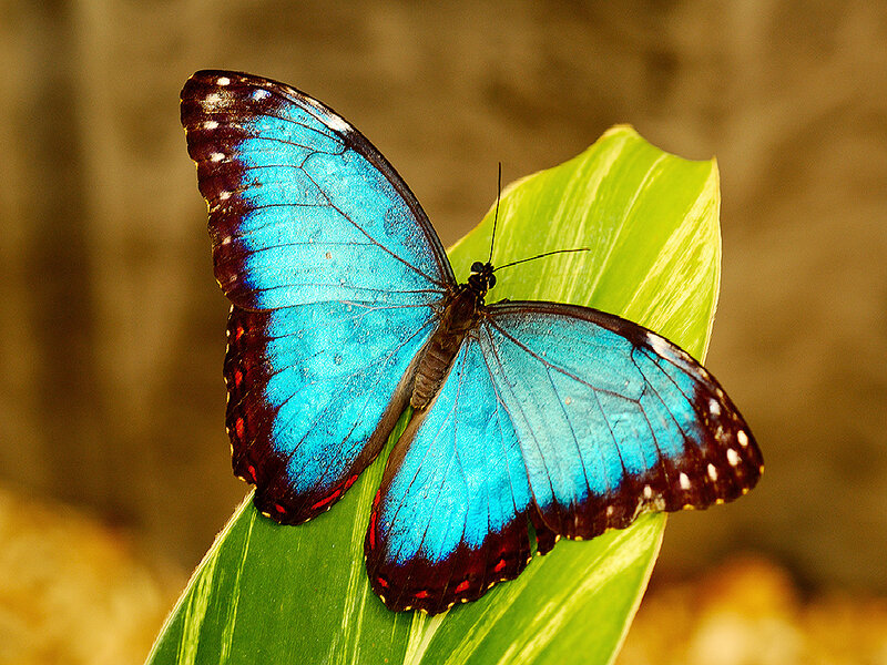 blue morpho butterfly on leaf