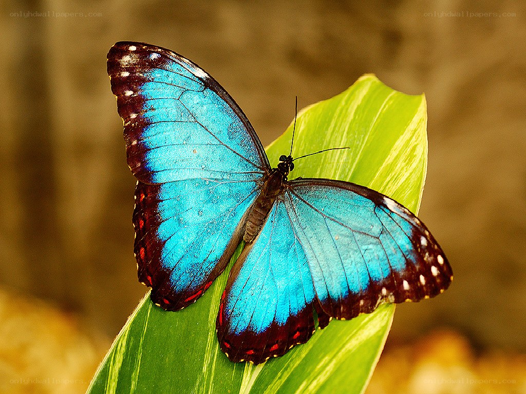 blue morpho butterfly on leaf