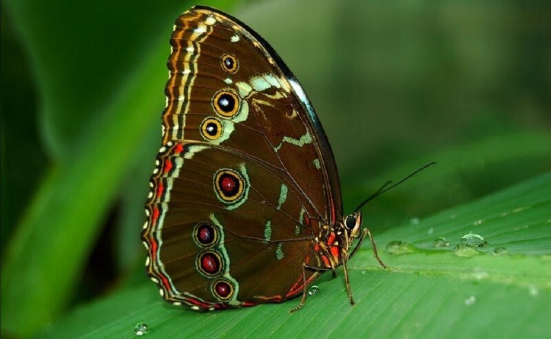 Blue morpho butterfly on leaf