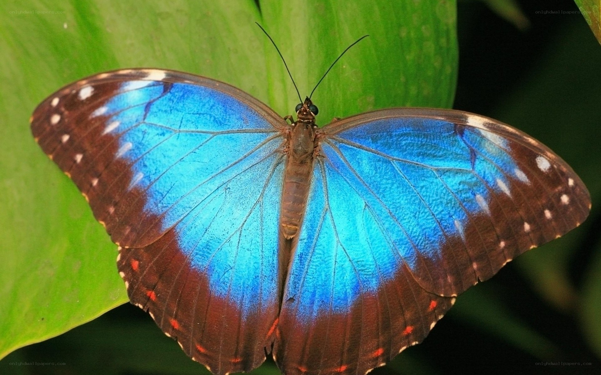 Blue morpho butterfly on leaf