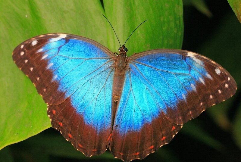 Blue morpho butterfly on leaf