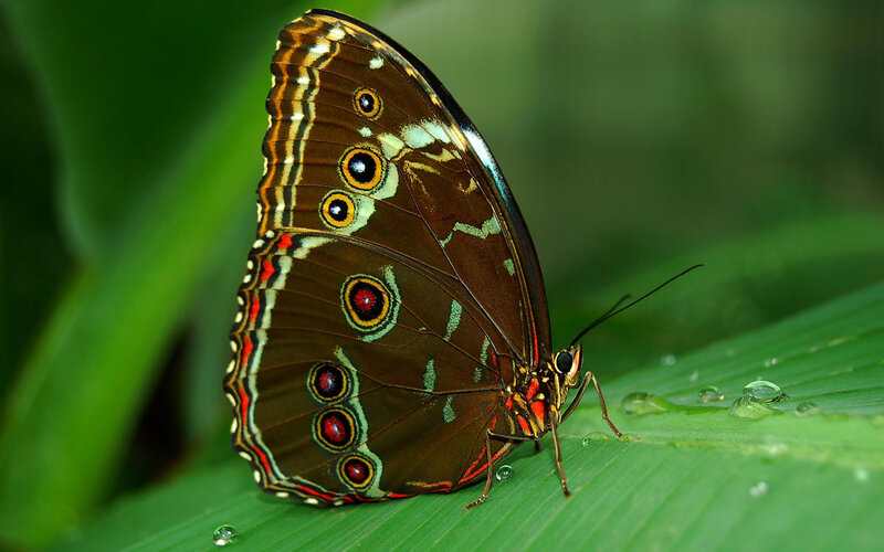 Blue morpho butterfly on leaf