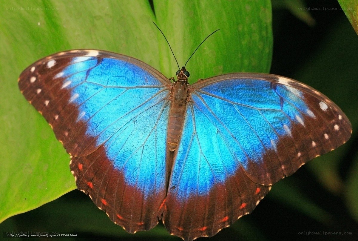 Blue morpho butterfly on leaf