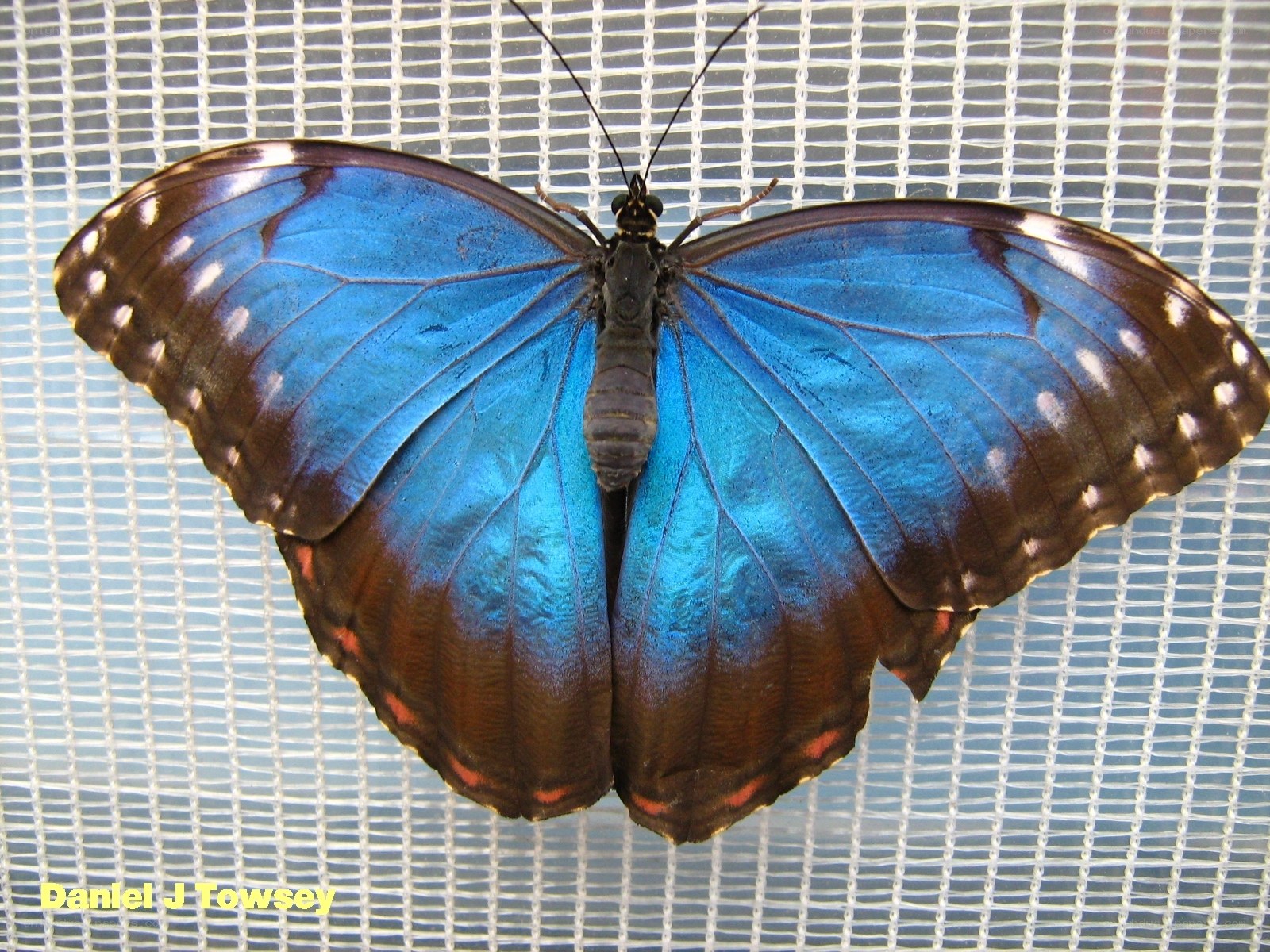 Blue morpho butterfly on mesh