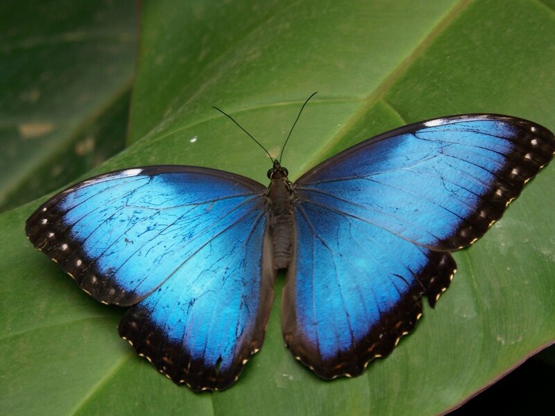 Blue Morpho Butterfly — Photograph, Black