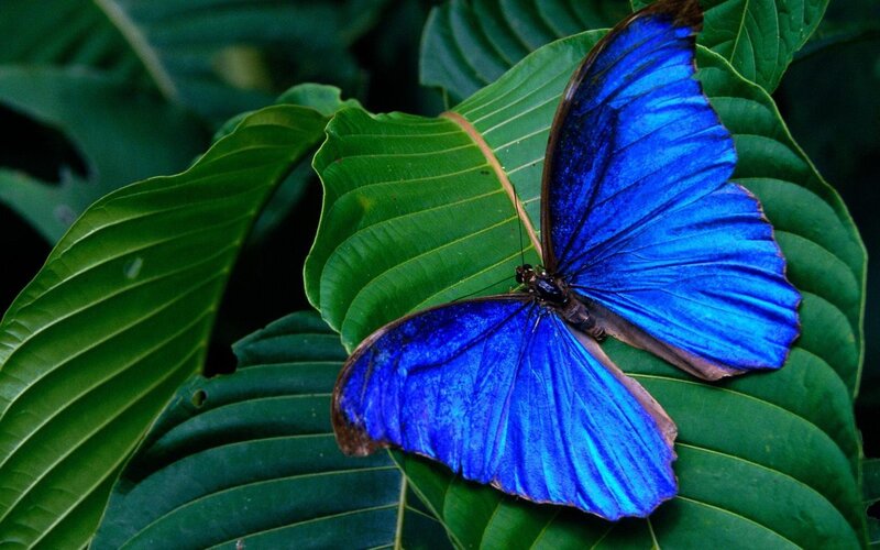 Blue Morpho Butterfly — Photograph, Green