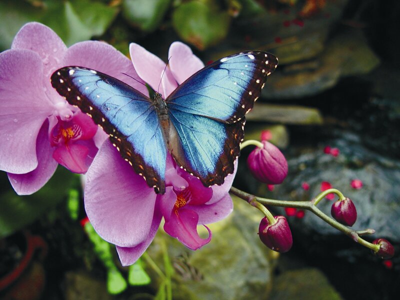 Blue Morpho Butterfly — Purple, Serene