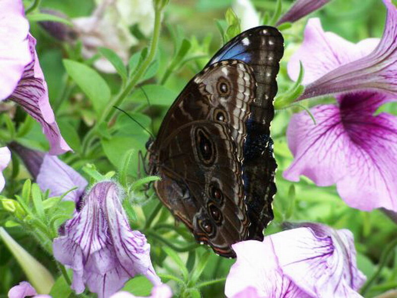 Blue Morpho Butterfly — Purple