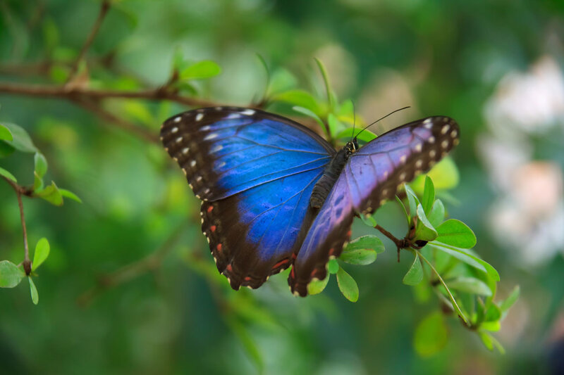 Blue Morpho Butterfly — Serene, Afternoon, Photograph, Branch