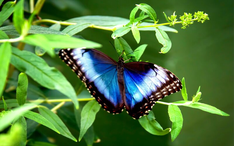 Blue Morpho Butterfly — Serene, Afternoon, Photograph, Green Leaves