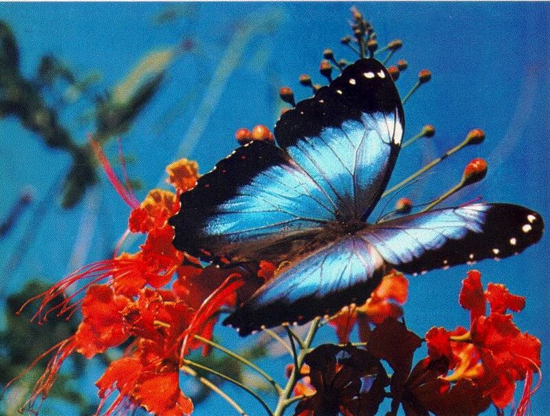 Blue Morpho Butterfly — Serene, Afternoon, Photograph