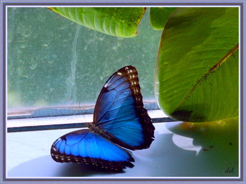 Blue Morpho Butterfly — Serene, Afternoon