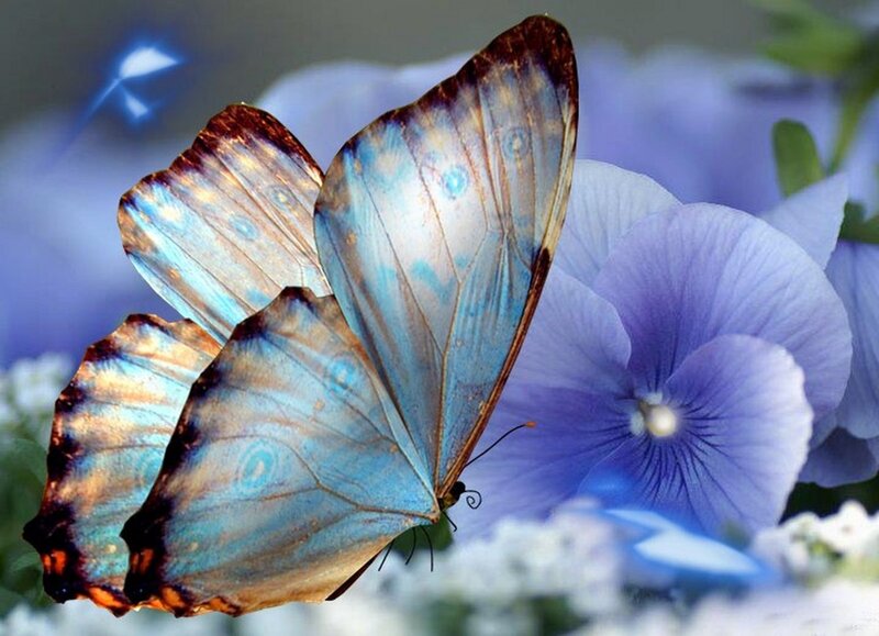 Blue Morpho Butterfly — Serene, Photograph, Flower