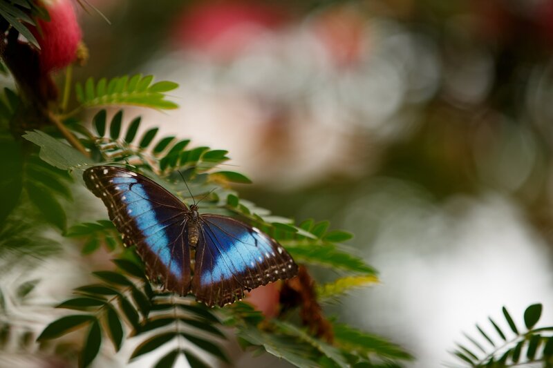 Blue Morpho Butterfly — Serene, Photograph, Leaf, Flower