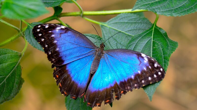Blue Morpho Butterfly — Serene, Photograph, Leaf, Plant