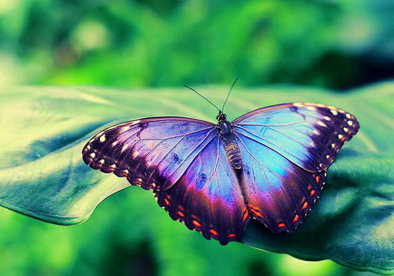 Blue Morpho Butterfly — Serene, Photograph, Leaf