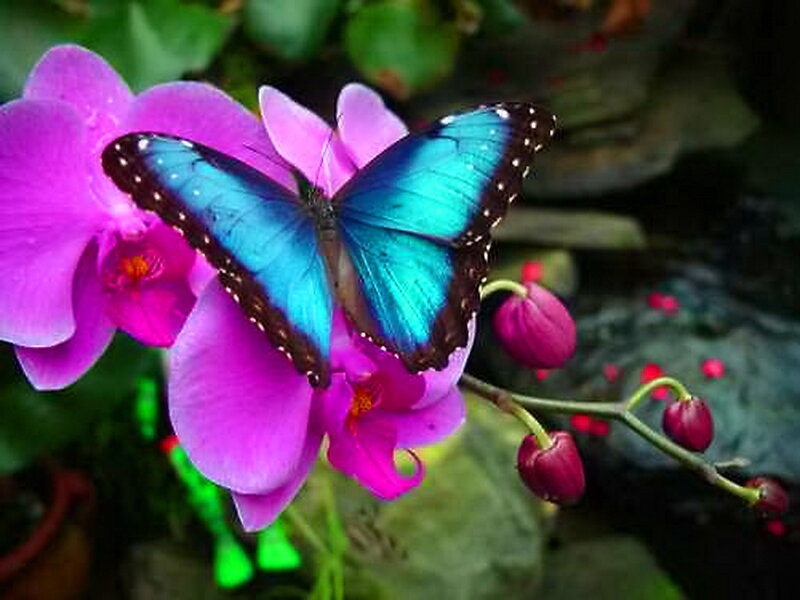 Blue Morpho Butterfly — Serene, Photograph, Orchid Flower