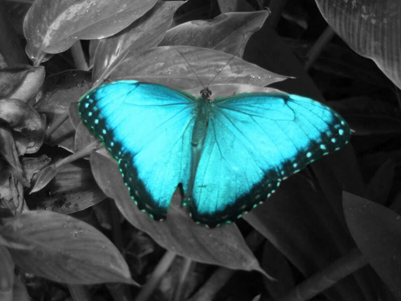Blue Morpho Butterfly — Serene, Photograph