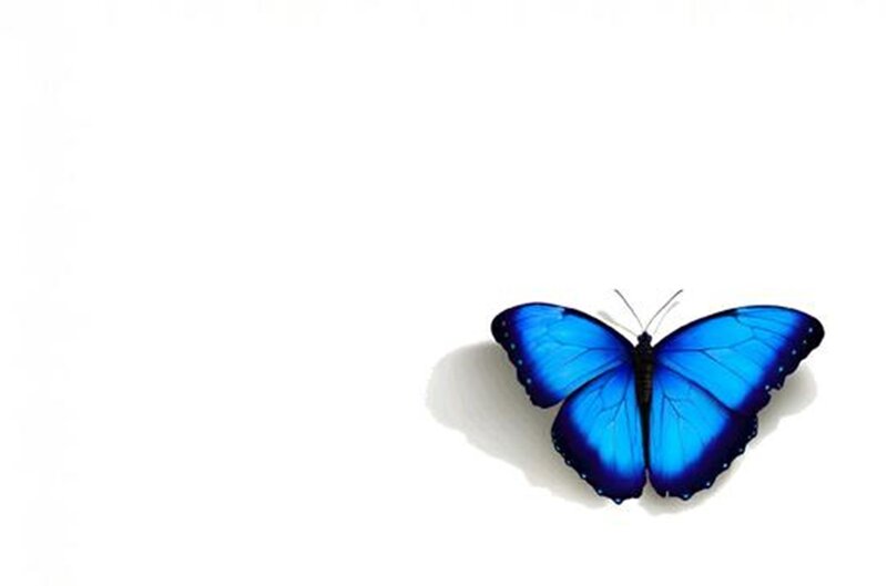 Blue Morpho Butterfly — Serene, Photograph, White Background