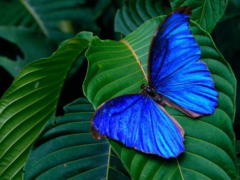 Blue Morpho Butterfly — Serene