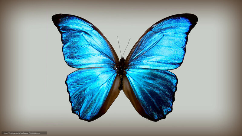 Blue morpho butterfly