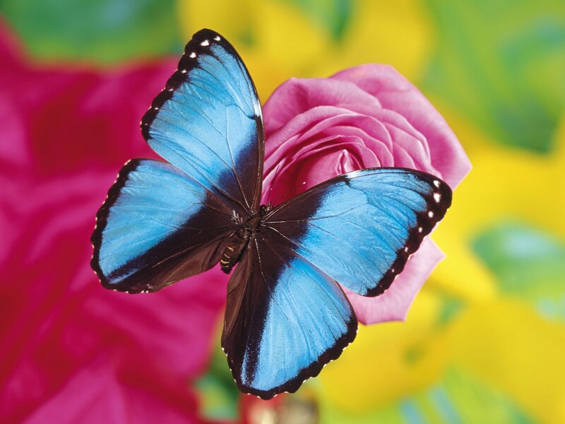 Blue Morpho Butterfly — Vibrant, Photograph, Rose