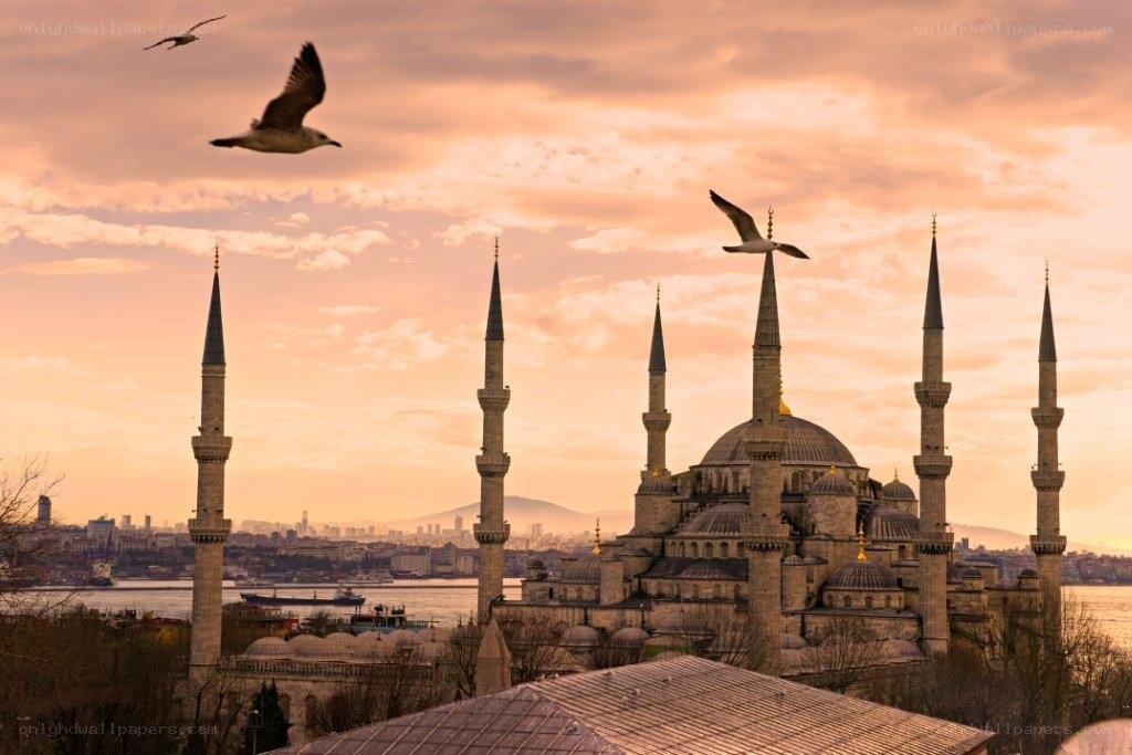 Blue Mosque at sunset with seagulls