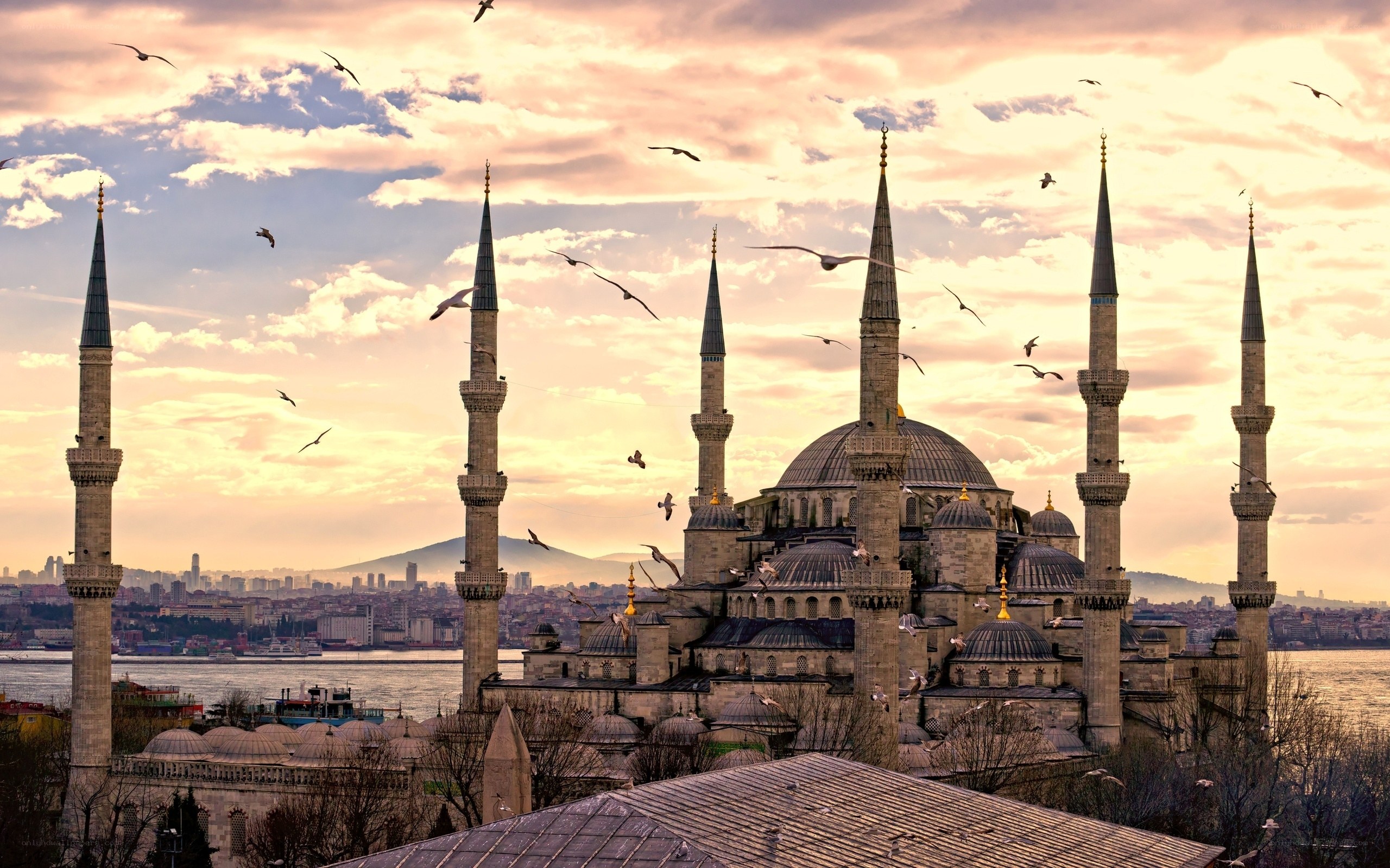 Blue Mosque at sunset with seagulls