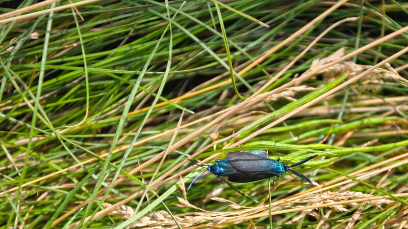 blue moth on grass
