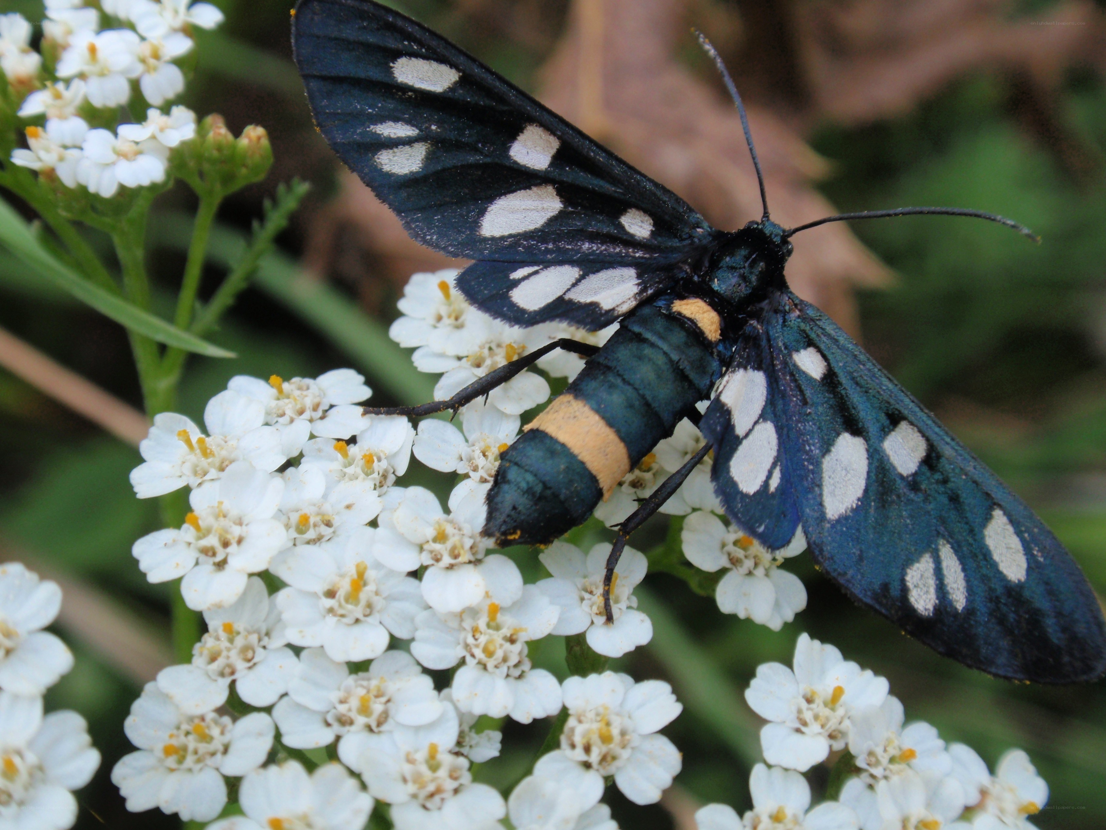 blue moth on white flowers