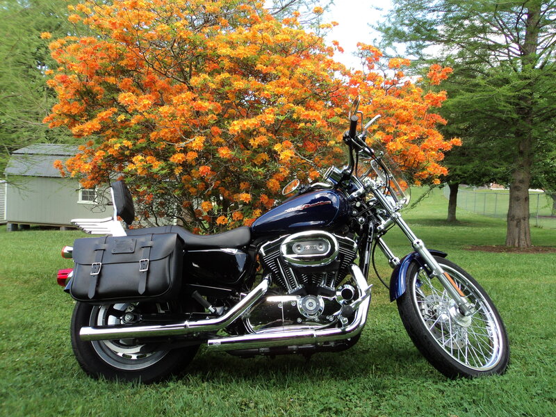 Blue Motorcycle on Grass