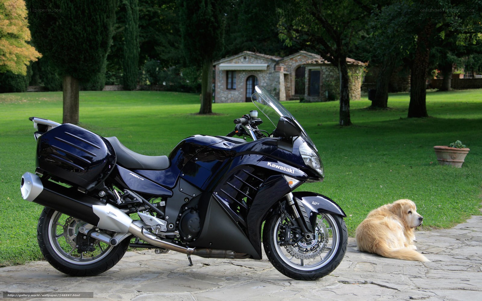 Blue motorcycle with dog in garden