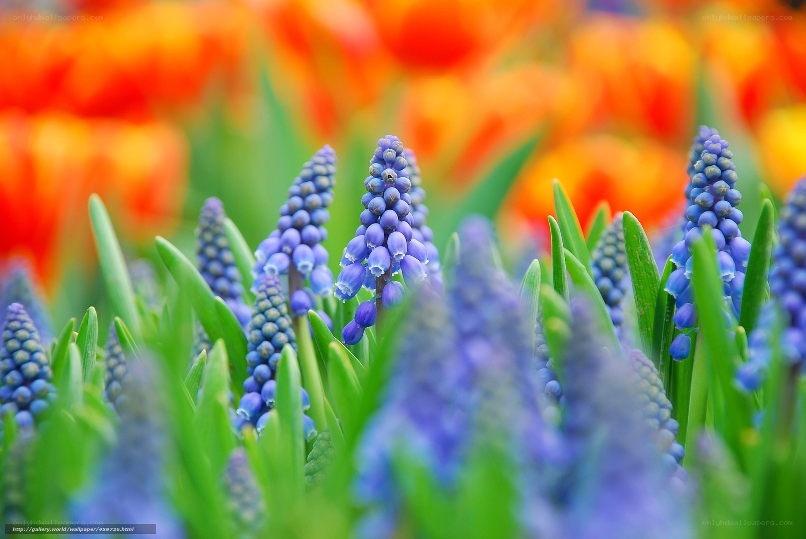 Blue Muscari in a Spring Garden