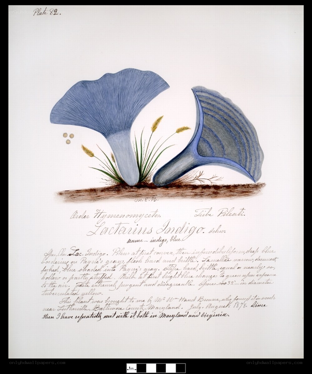 Blue mushroom illustration