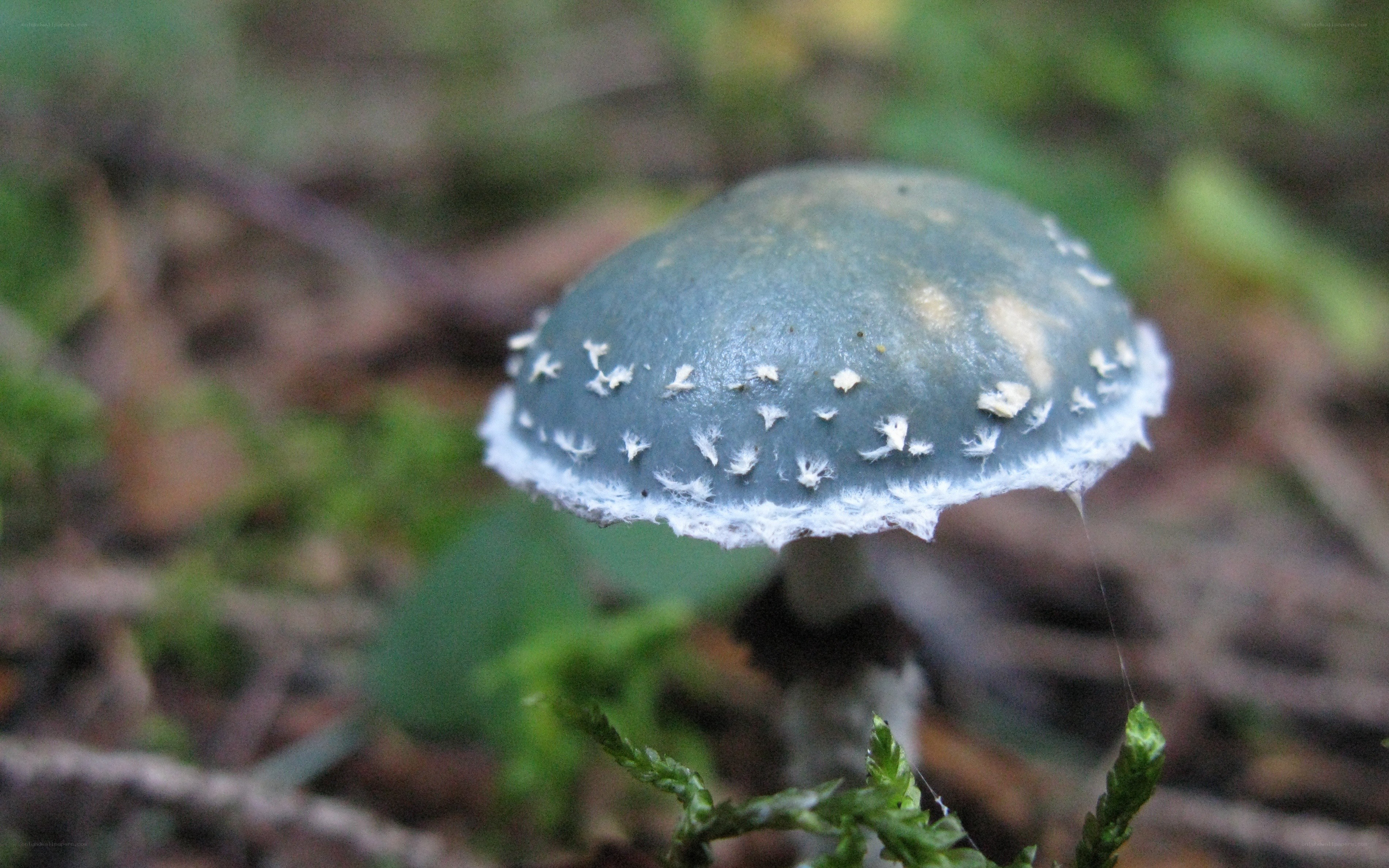 blue mushroom in forest