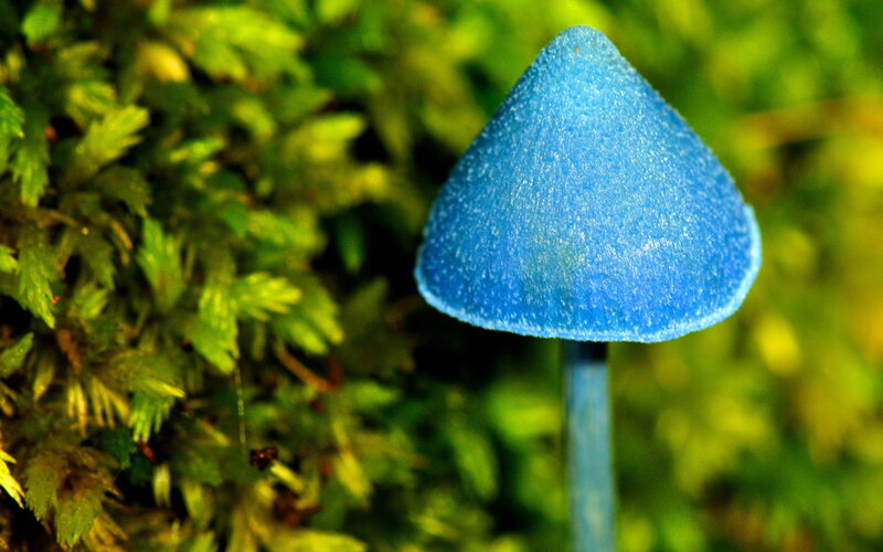 Blue Mushroom in Moss — Serene