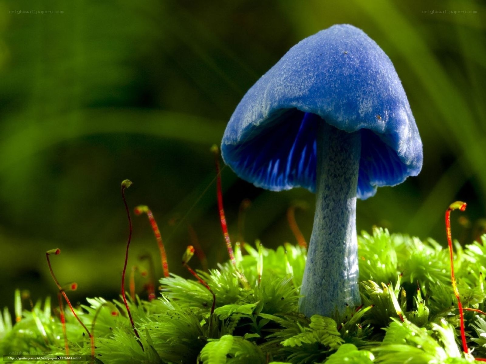 Blue mushroom in moss