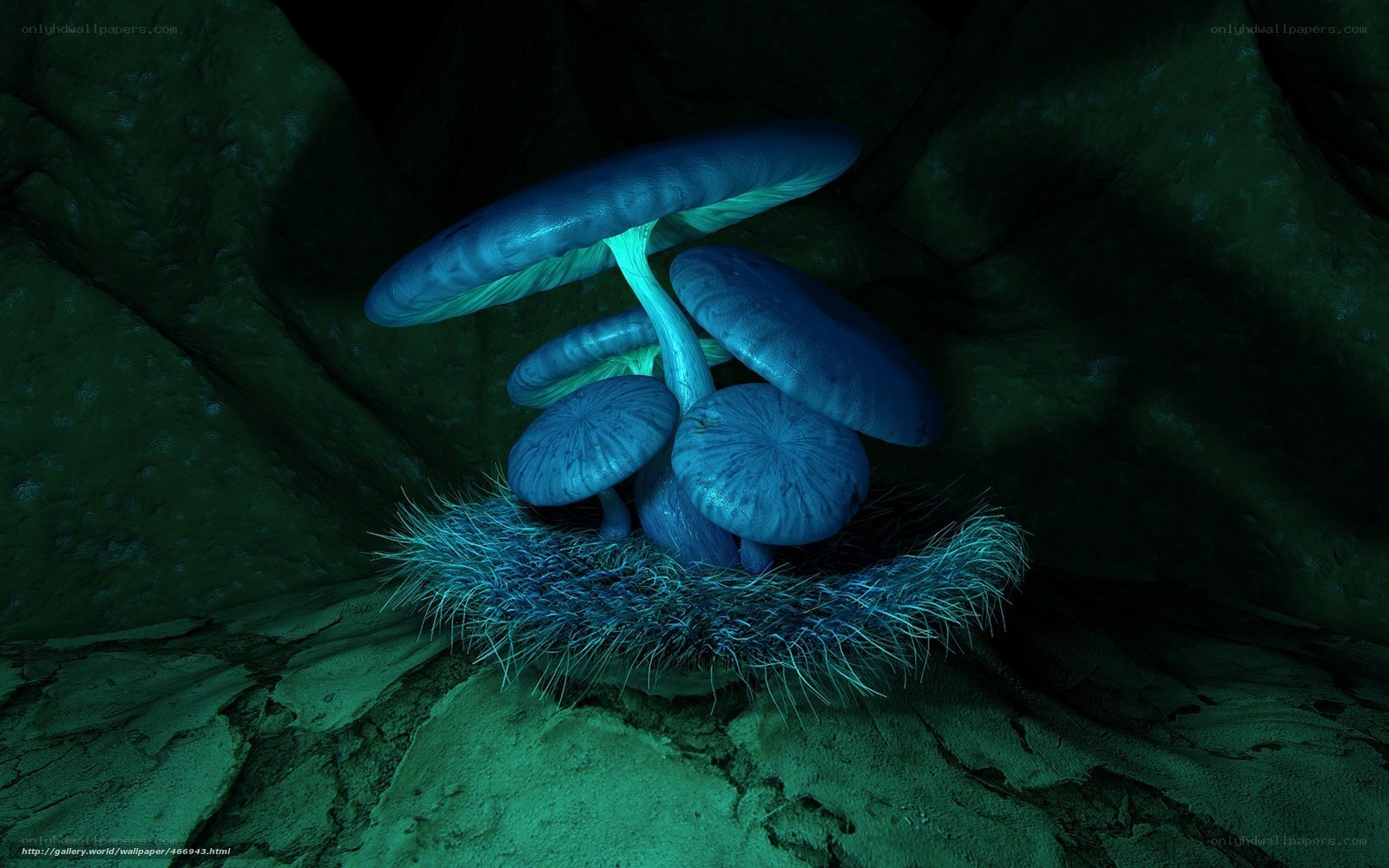 Blue mushrooms in a cave