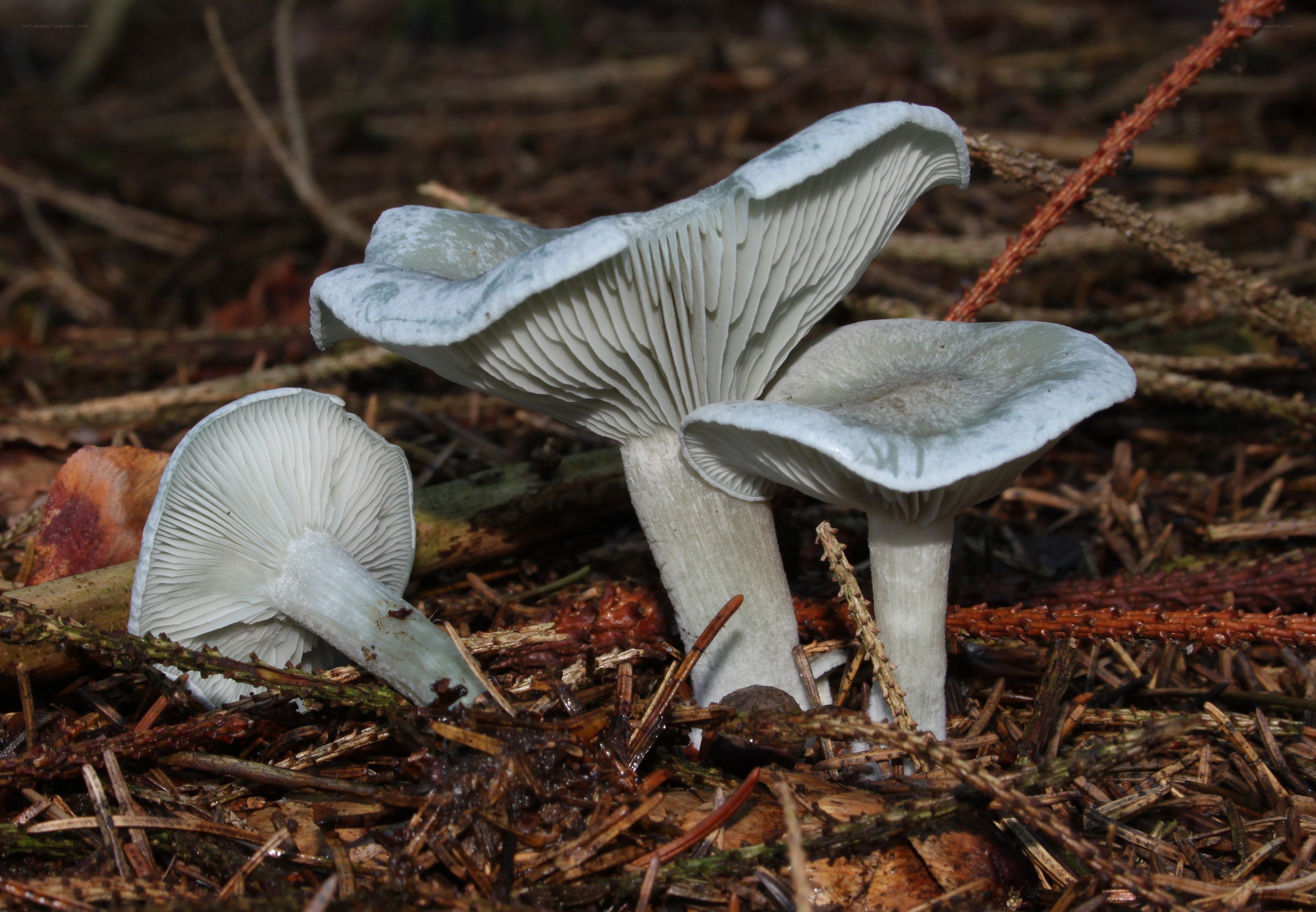 blue mushrooms in forest