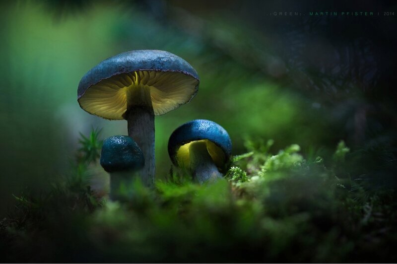 Blue Mushrooms in Moss — Green