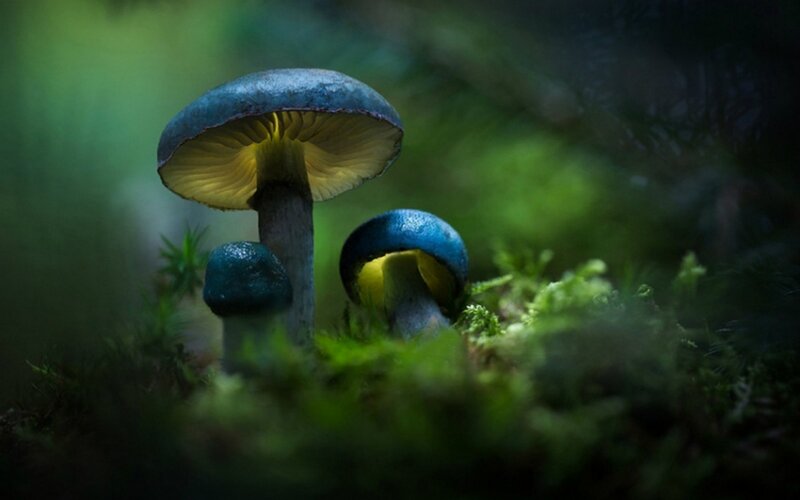 Blue Mushrooms in Moss