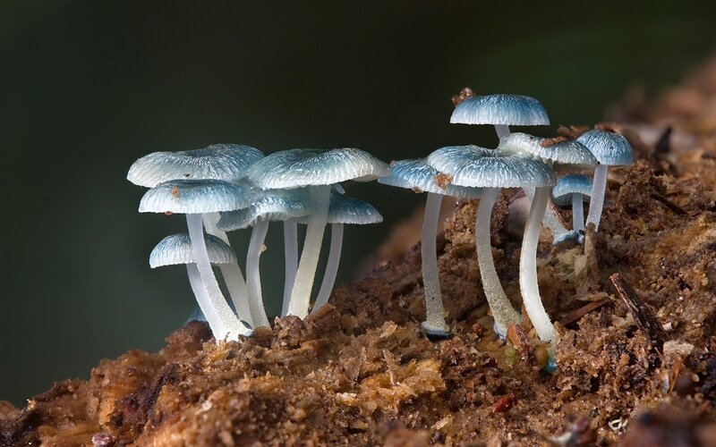 Blue mushrooms on decaying wood