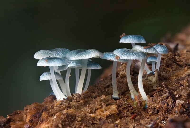 Blue mushrooms on decaying wood