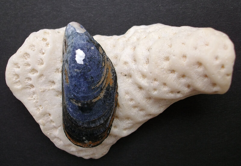 Blue mussel on coral