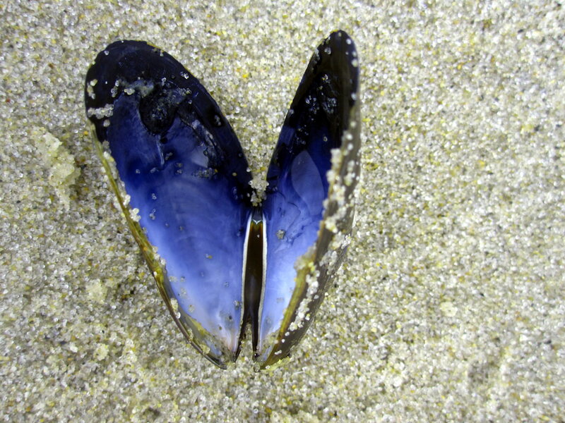 Blue Mussel Shell