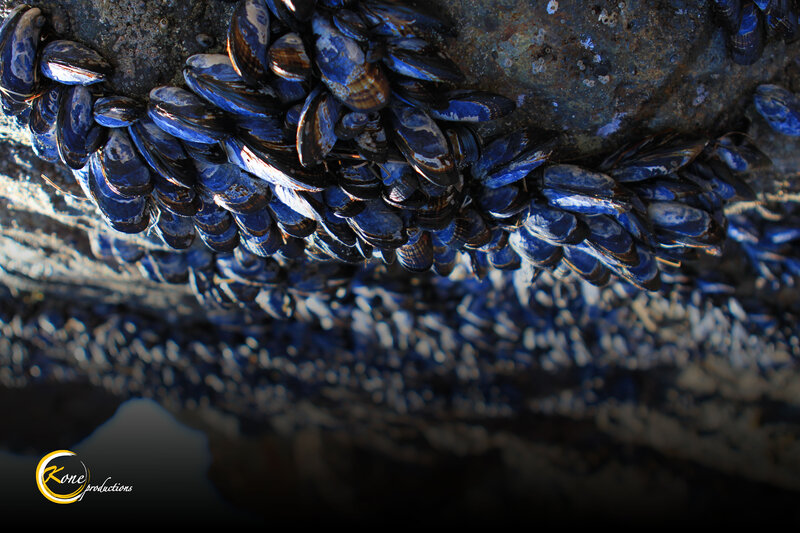Blue Mussels on Rock