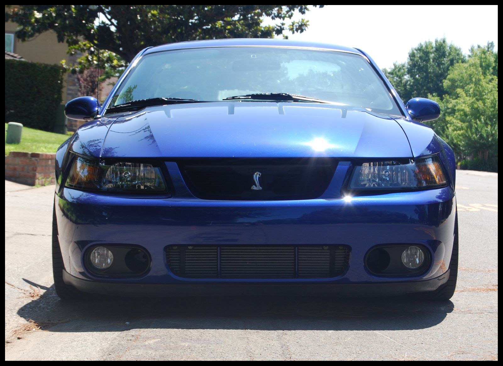 blue mustang cobra front view
