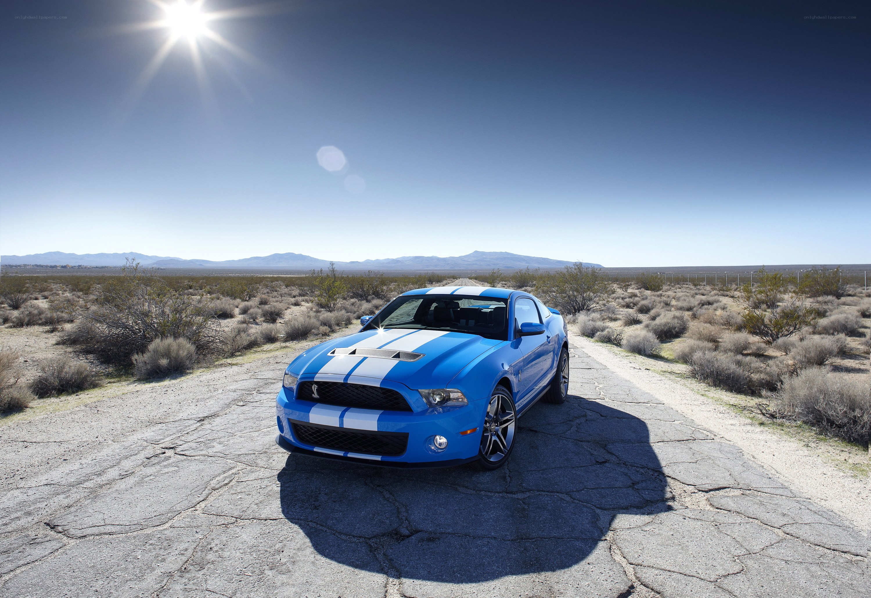 Blue Mustang in desert