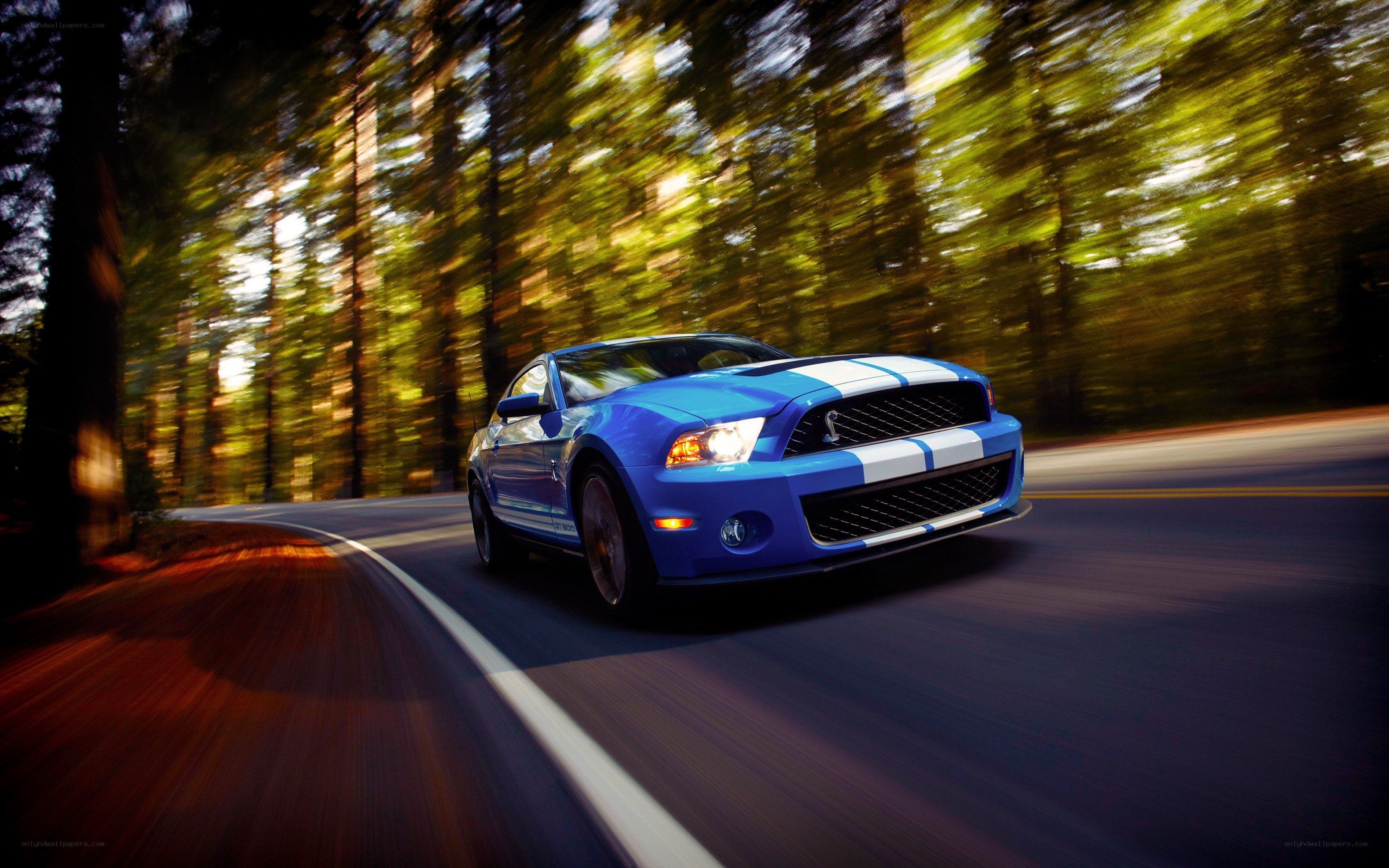 Blue Mustang on forest road