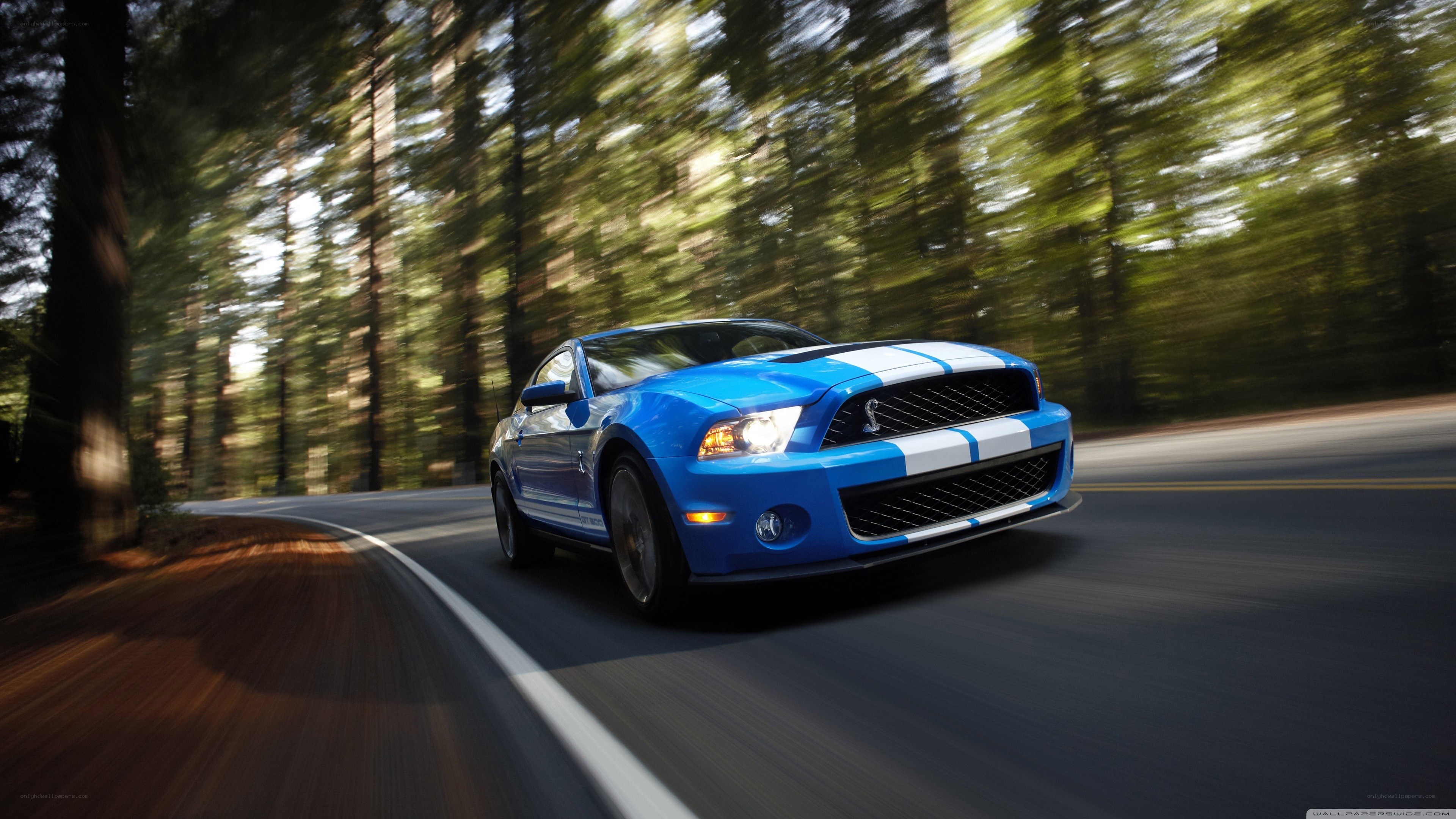 blue mustang on forest road